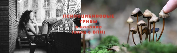 сатива Алексеевка